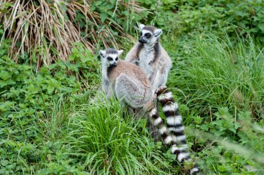 Bristol Hayvanat Bahçesinde halka kuyruklu lemurlar