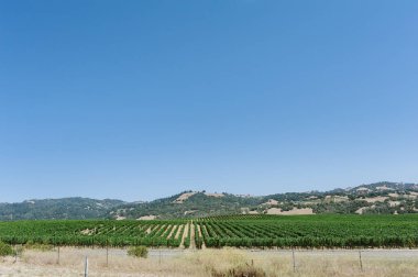 Kaliforniya 'nın dağlık kırsalındaki üzüm bağının manzarası.