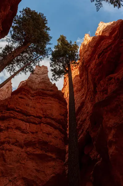 stock image Trees growing inside a canyon at Bryce Canyon National Park, Utah