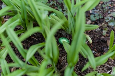 Çikolata folyolu Paskalya yumurtası Paskalya için bitkilerin arasında saklanıyor.