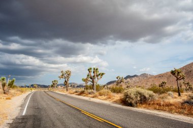 Joshua Tree Ulusal Parkı, Kaliforniya 'daki dramatik bulutlara karşı bir Joshua ağacı, Yucca brevifolia,