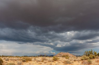 Joshua Tree Ulusal Parkı, Kaliforniya 'daki dramatik bulutlara karşı bir Joshua ağacı, Yucca brevifolia,