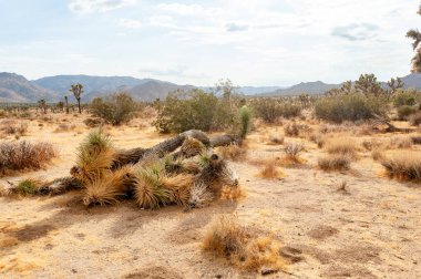 Joshua Tree Ulusal Parkı, Kaliforniya 'daki dramatik bulutlara karşı bir Joshua ağacı, Yucca brevifolia,