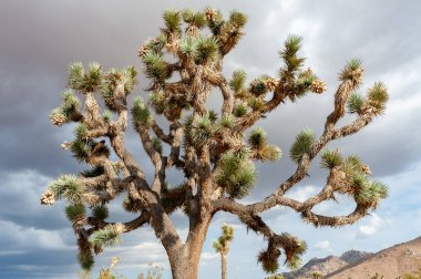 Joshua Tree Ulusal Parkı, Kaliforniya 'daki dramatik bulutlara karşı bir Joshua ağacı, Yucca brevifolia,