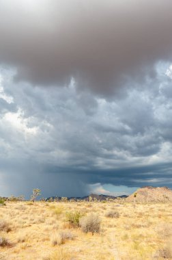 Joshua Tree Ulusal Parkı, Kaliforniya 'daki dramatik bulutlara karşı bir Joshua ağacı, Yucca brevifolia,