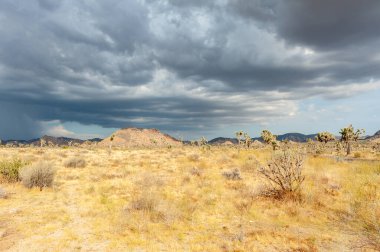 Joshua Tree Ulusal Parkı, Kaliforniya 'daki dramatik bulutlara karşı bir Joshua ağacı, Yucca brevifolia,
