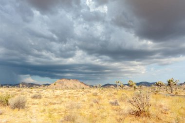 Joshua Tree Ulusal Parkı, Kaliforniya 'daki dramatik bulutlara karşı bir Joshua ağacı, Yucca brevifolia,