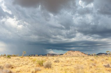Joshua Tree Ulusal Parkı, Kaliforniya 'daki dramatik bulutlara karşı bir Joshua ağacı, Yucca brevifolia,