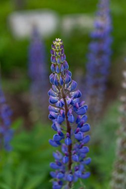 Mor bir lupin çiçeğine yaklaş