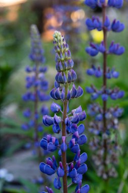 Close up of a purple lupine flower clipart