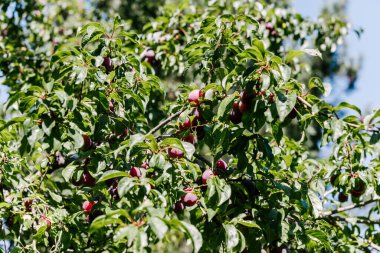 Erik ağacında yetişen olgun kırmızı erikler.