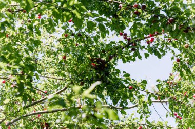 Erik ağacında yetişen olgun kırmızı erikler.