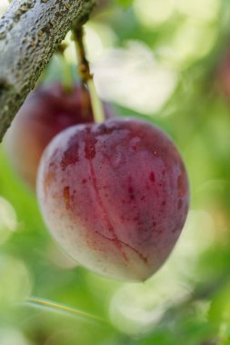 Erik ağacında yetişen olgun kırmızı erikler.