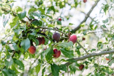 Erik ağacında yetişen olgun kırmızı erikler.