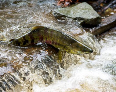Yetişkin somon yumurtlayan ve bir derede yüzen ve atlayan