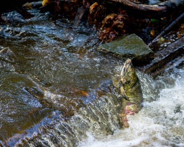 Yetişkin somon yumurtlayan ve bir derede yüzen ve atlayan