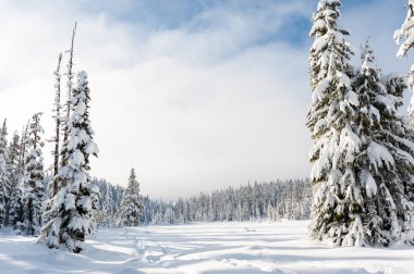 Snowshoe trails in winter on Mount Washington, Strathcona Provincial Park, British Columbia, Canada clipart