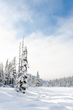 Kış aylarında Washington Dağı, Strathcona Provincial Park, British Columbia, Kanada