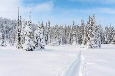 Kış aylarında Washington Dağı, Strathcona Provincial Park, British Columbia, Kanada