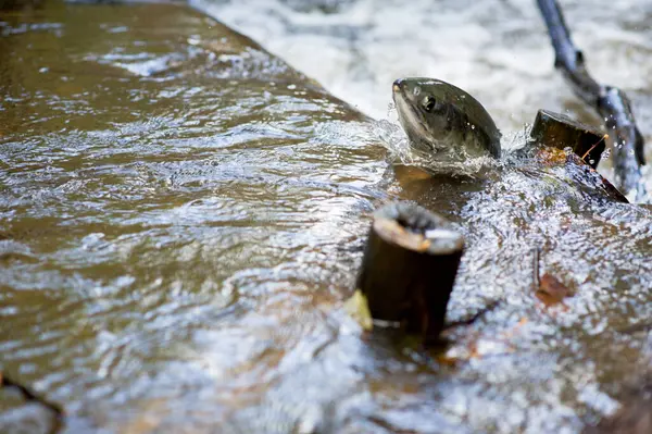 stock image Adult spawning salmon swimming and jumping upstream in a creek