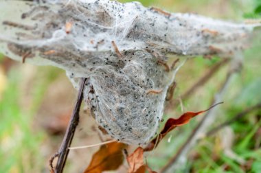 Close up of a group of western tent caterpillar larvae and eggs clipart