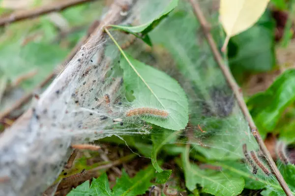 stock image Close up of a group of western tent caterpillar larvae and eggs