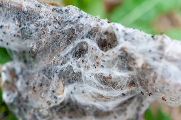 stock image Close up of a group of western tent caterpillar larvae and eggs