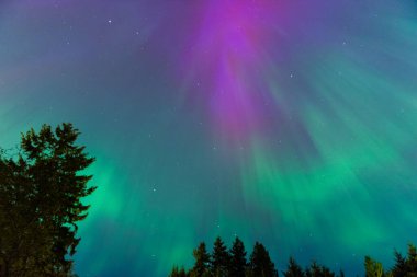 Colourful Aurora Borealis, Northern Lights with tree silhouettes on May 10th 2024 in the Comox Valley, British Columbia, Canada clipart