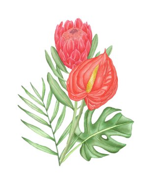 Suluboya tropikal anturyum ve beyaz zemin üzerinde palmiye yaprakları olan kırmızı protea bileşimi