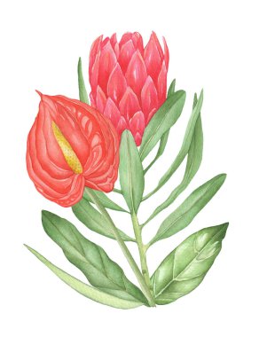 Suluboya tropikal anturyum ve beyaz zemin üzerinde palmiye yaprakları olan kırmızı protea bileşimi