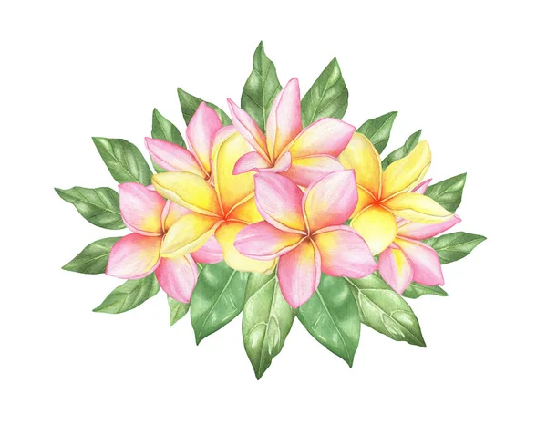 Watercolor tropical plumeria bouquet frangipani composition with tropical green leaves on white background
