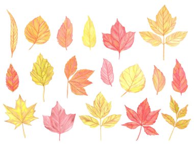 Watercolor colorful Autumn leaves set. Hand painted bright illustration
