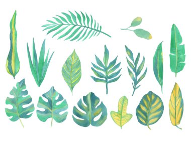 Beyaz arka planda suluboya yeşil tropikal yapraklar. Kutlama kartları ve düğün davetiyeleri için çiçek çizimi.