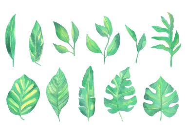 Beyaz arka planda suluboya yeşil tropikal yapraklar. Kutlama kartları ve düğün davetiyeleri için çiçek çizimi.