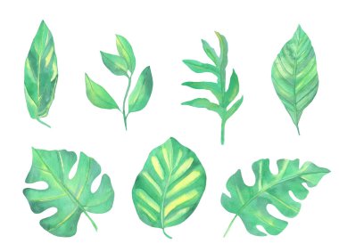 Beyaz arka planda suluboya yeşil tropikal yapraklar. Kutlama kartları ve düğün davetiyeleri için çiçek çizimi.