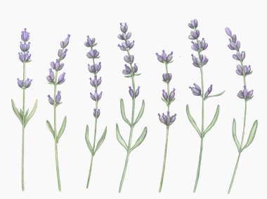 Suluboya lavanta seti. Beyaz arka planda yaprakları ve dalları olan el yapımı menekşe çiçekleri. Yaban çiçekleri illüstrasyonu.