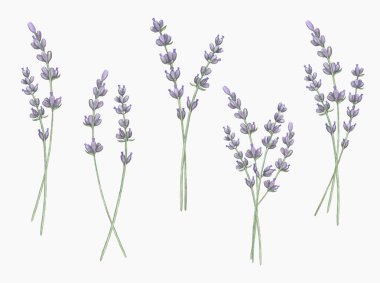 Suluboya lavanta buketleri. Beyaz arka planda elle boyanmış lavanta buketleri. Yaban çiçekleri illüstrasyonu.