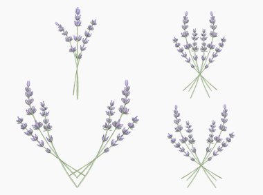 Suluboya lavanta buketleri. Beyaz arka planda elle boyanmış lavanta buketleri. Yaban çiçekleri illüstrasyonu.