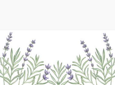 Suluboya lavanta kenarı. Beyaz arka planda yaprakları ve dalları olan el yapımı menekşe çiçekleri. Yaban çiçekleri illüstrasyonu.