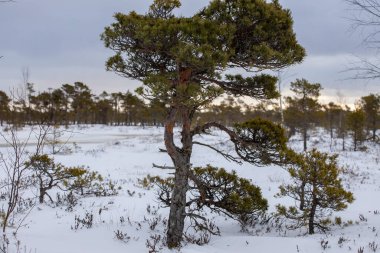Bog hiking trail in Kemeri National Park. Landscape with snow-covered wooden boardwalk