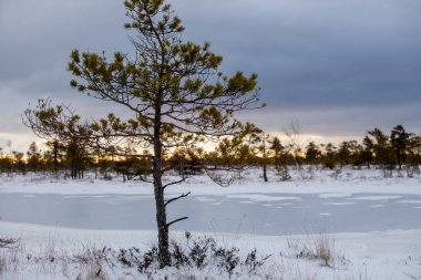 Bog hiking trail in Kemeri National Park. Landscape with snow-covered wooden boardwalk