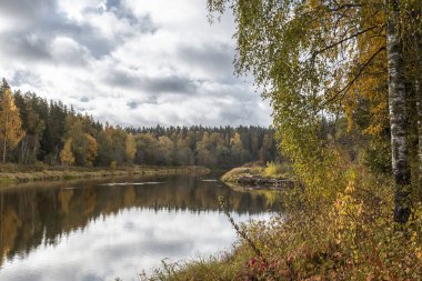 Gauja nehri ve çevresindeki renkli ormanlarla dolu altın sonbahar sahnesi Ekim ayında Letonya 'nın Cesis kentinde..