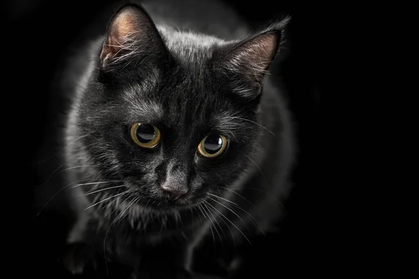 Black cat with green eyes looking at camera on a black background