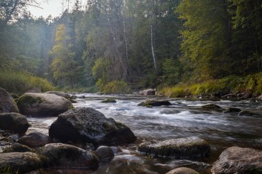 Doğadaki karahindiba tohumlu makronun üzerine güzel bir su damlası. Güzel doymuş pembe arkaplan,