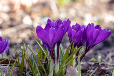 Vahşi doğada yetişen çiçek tarlalarının manzarası. Mor krokoz büyüyor..