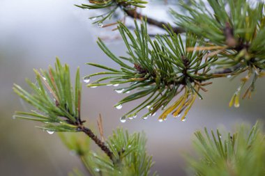 İğnelerin üzerinde su damlacıkları olan çam ağacının dallarına yakın çekim. Taze ve doğal detaylar. Doğa, makro veya bitki temalı projeler için mükemmel