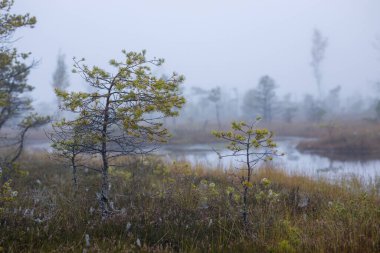 Küçük çam ağaçları ve sakin bir göleti olan puslu orman manzarası. Atmosferik ve sisli arka planlı huzurlu bir sahne. Doğa, manzara ya da atmosferik projeler için mükemmel..