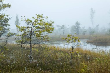 Küçük çam ağaçları ve sakin bir göleti olan puslu orman manzarası. Atmosferik ve sisli arka planlı huzurlu bir sahne. Doğa, manzara ya da atmosferik projeler için mükemmel..