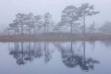 Küçük çam ağaçları ve sakin bir göleti olan puslu orman manzarası. Atmosferik ve sisli arka planlı huzurlu bir sahne. Doğa, manzara ya da atmosferik projeler için mükemmel..
