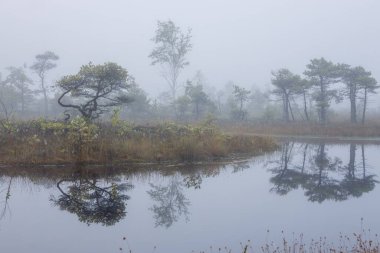 Huzurlu bir göleti ve seyrek çam ağaçları olan puslu bir manzara. Sisli orman zeminli atmosferik ve sakin bir sahne. Doğa, manzara ya da atmosferik projeler için mükemmel..